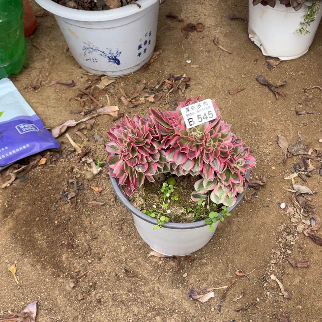 545粉女巫缀多肉法师断枝不包