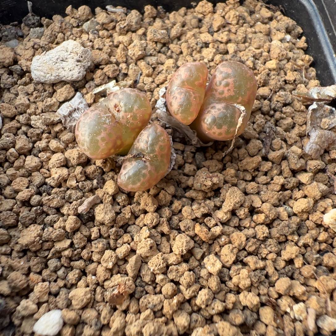 2-35肉锥多肉植物