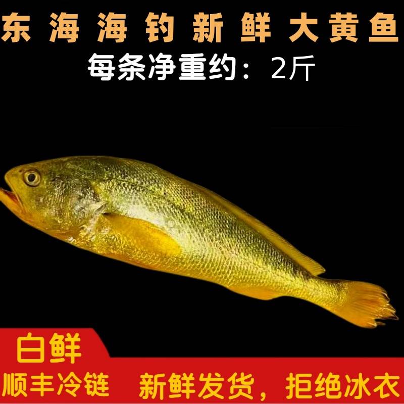 《东海码头》东海正宗海钓新鲜大黄鱼2条     今日实价保鲜  2斤/条