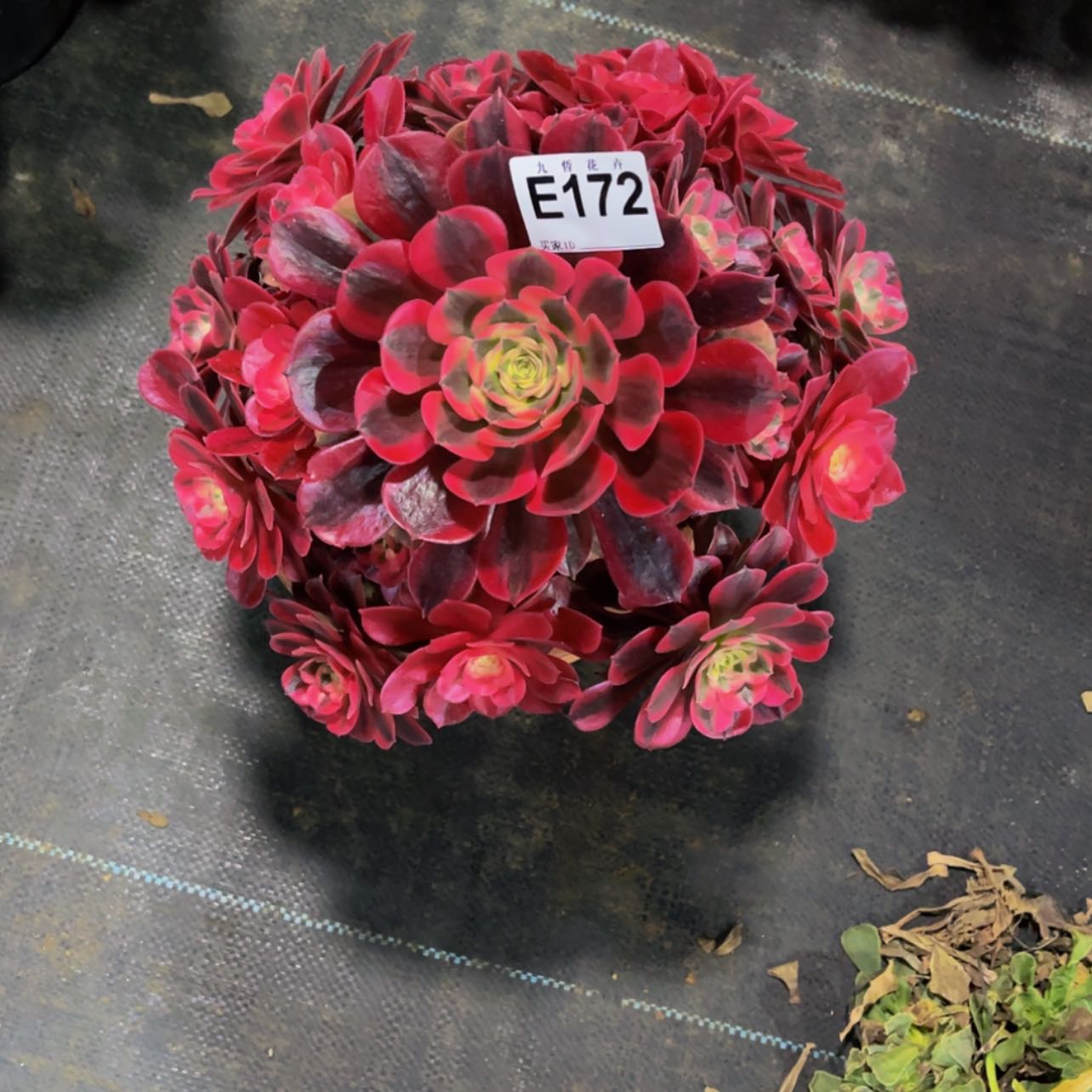 【闪购商品】开**好172粉体美杜莎