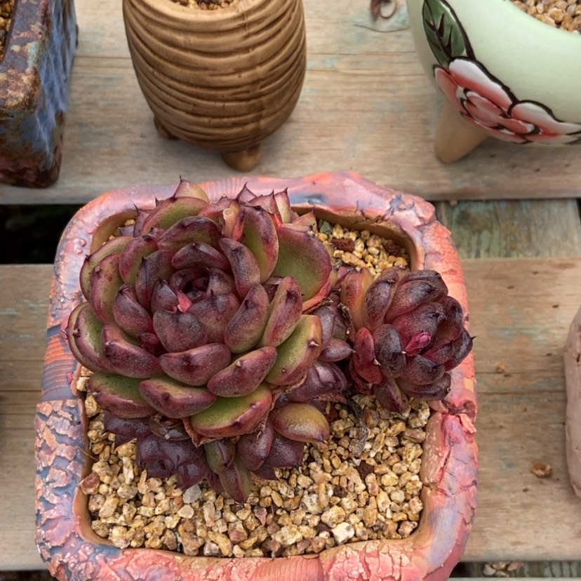 【闪购商品】东云水晶杂