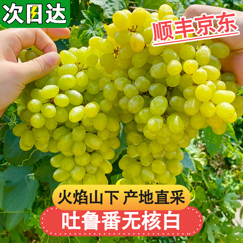 8-1现货【顺丰京东明日达】TY2吐鲁番核心产区无核白葡萄新鲜现摘应季无籽水果半斤-5斤装新疆维吾尔自治区