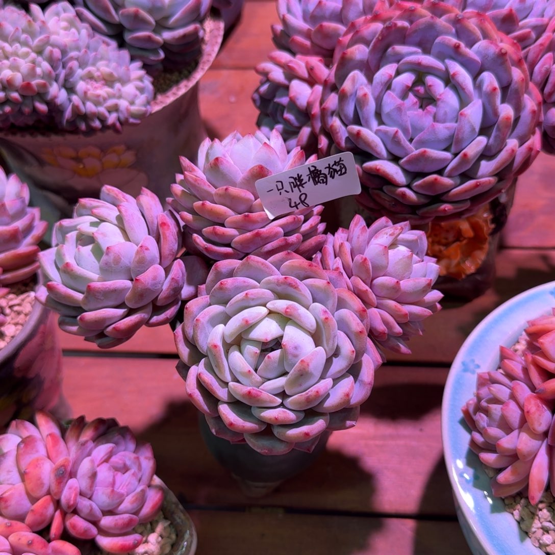 一只胖橘猫橙梦露