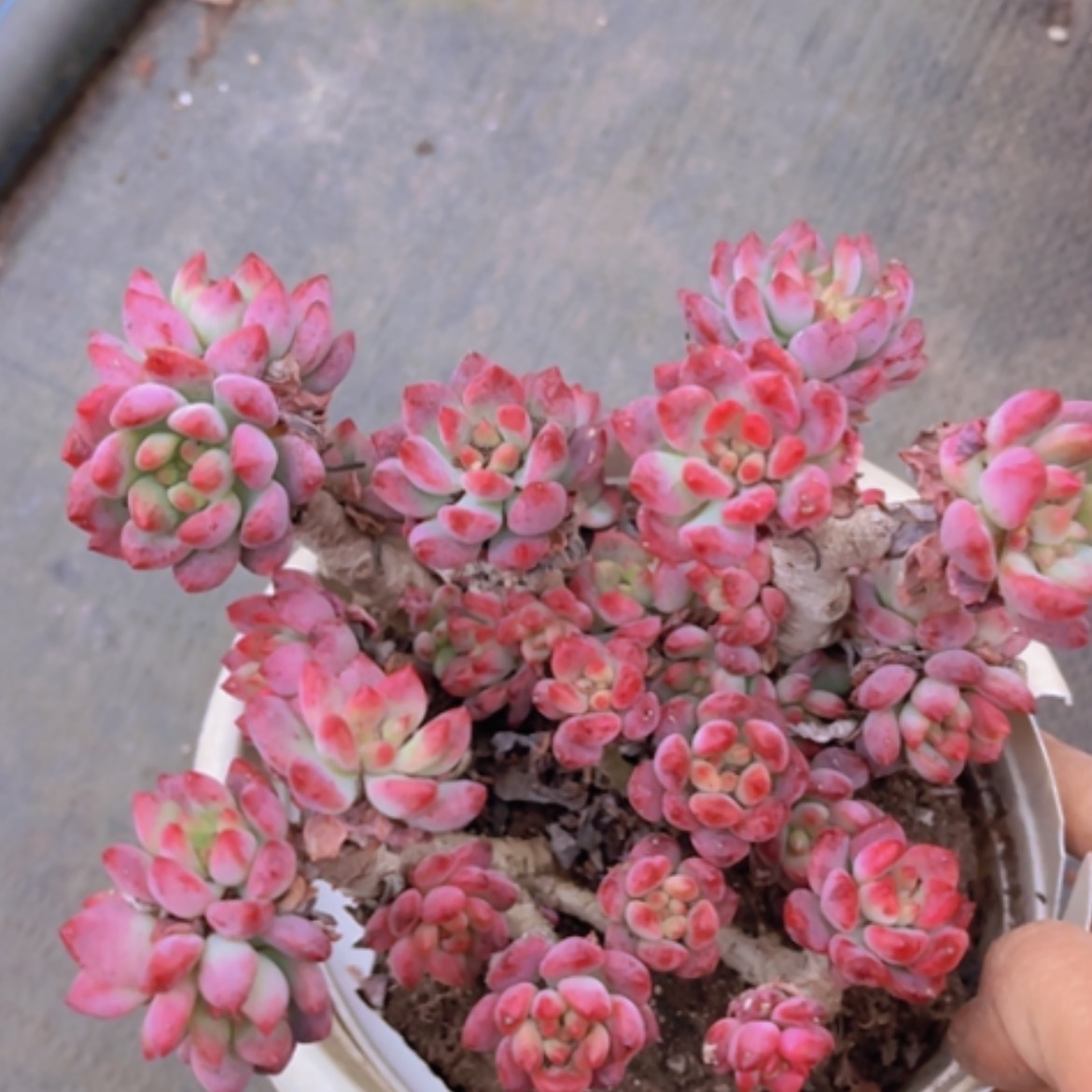 【闪购商品】蓝苹果07281