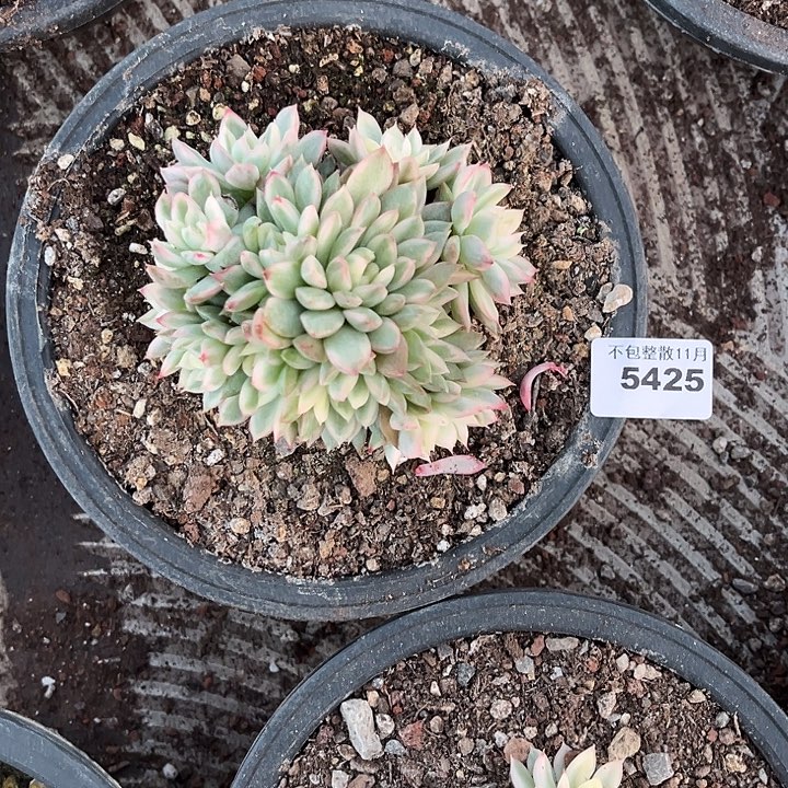 阿雅园艺。        5425女雏锦