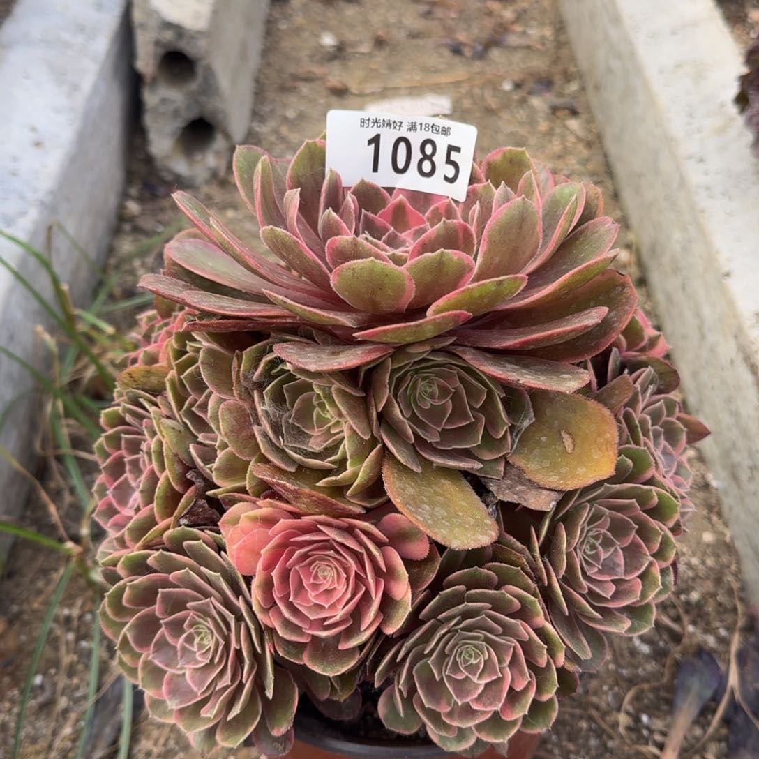 1085粉冠多肉植物