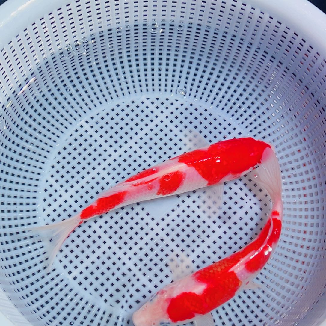 锦鲤锦鲤观赏鱼1111