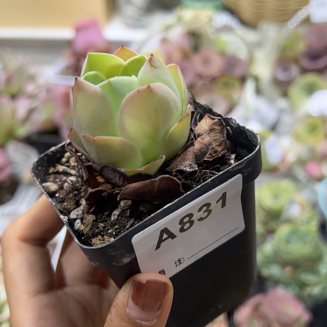 831粉帕单棵带盆土发货。  