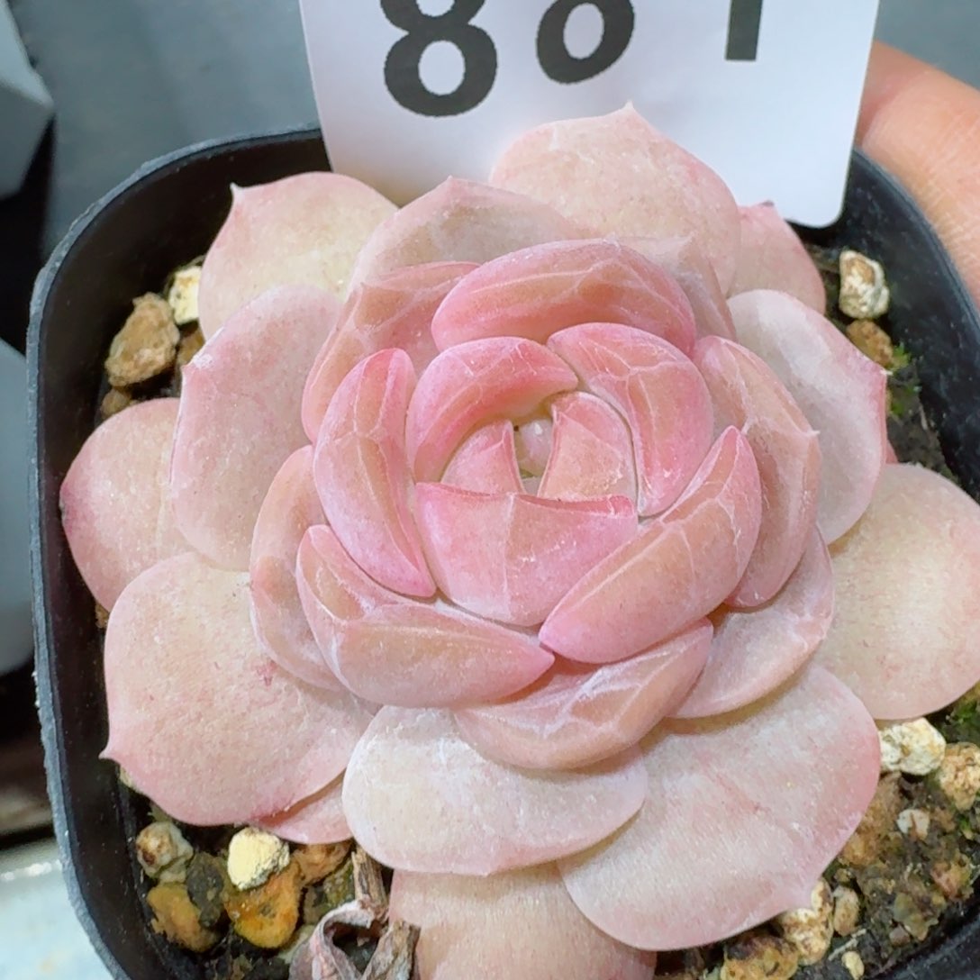 草莓啵啵         精品多肉