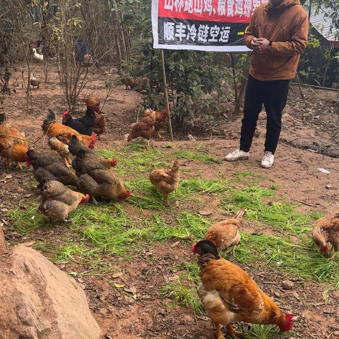 7包装土鸡6斤2287