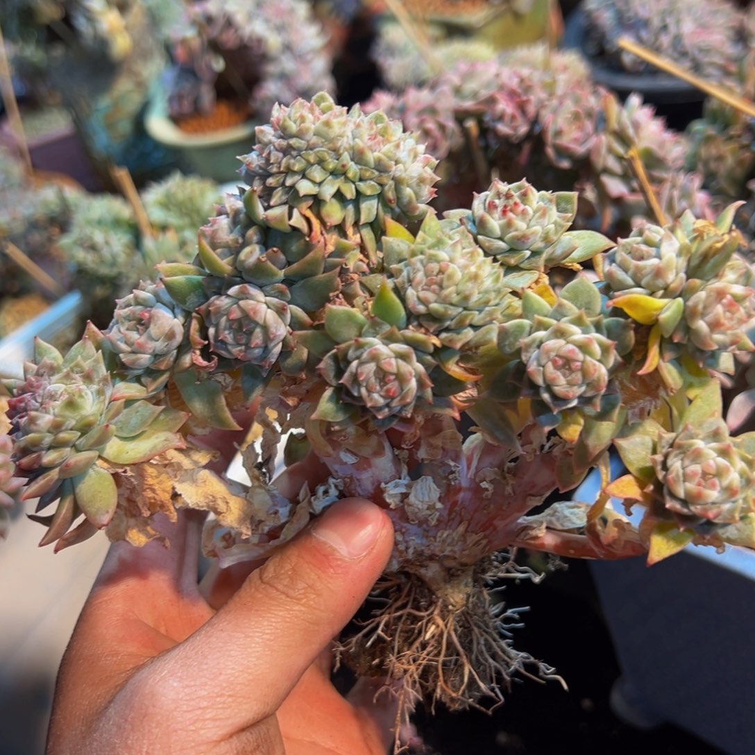 壹**?新年快乐 新年快乐