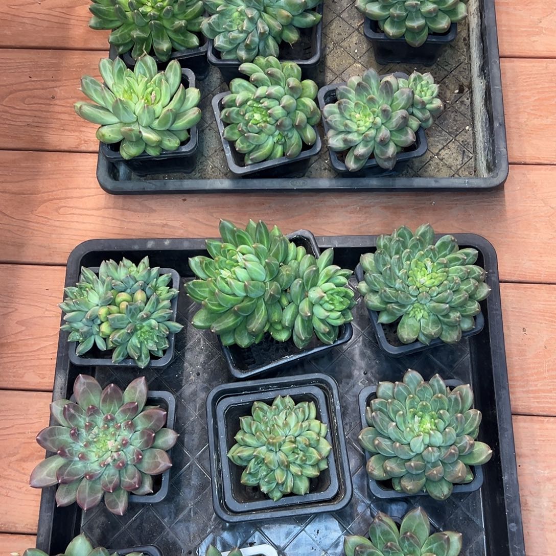 郁***仔18颗暗纹新品美人，一物一拍