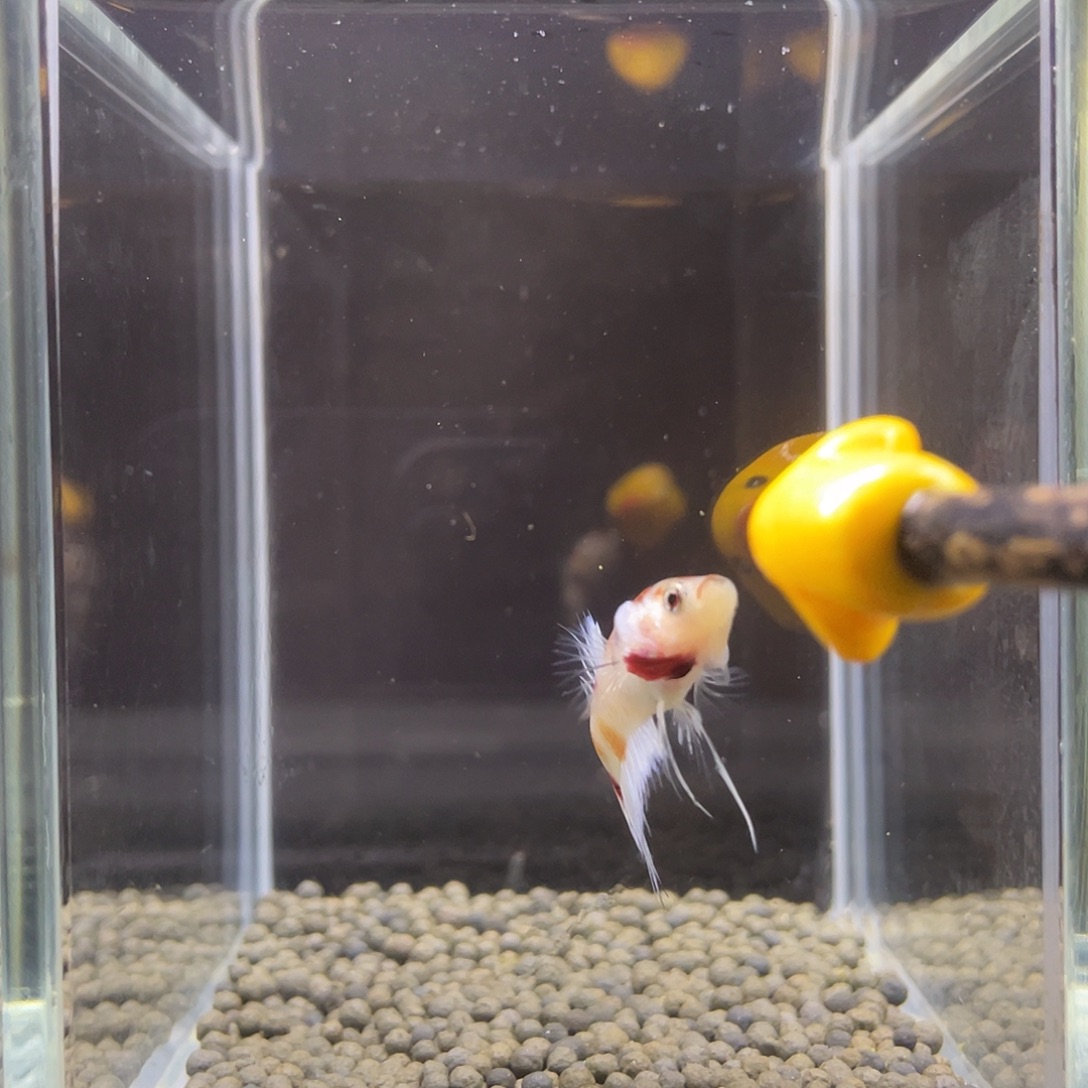 斗鱼42号喷点彩塘ctpk 