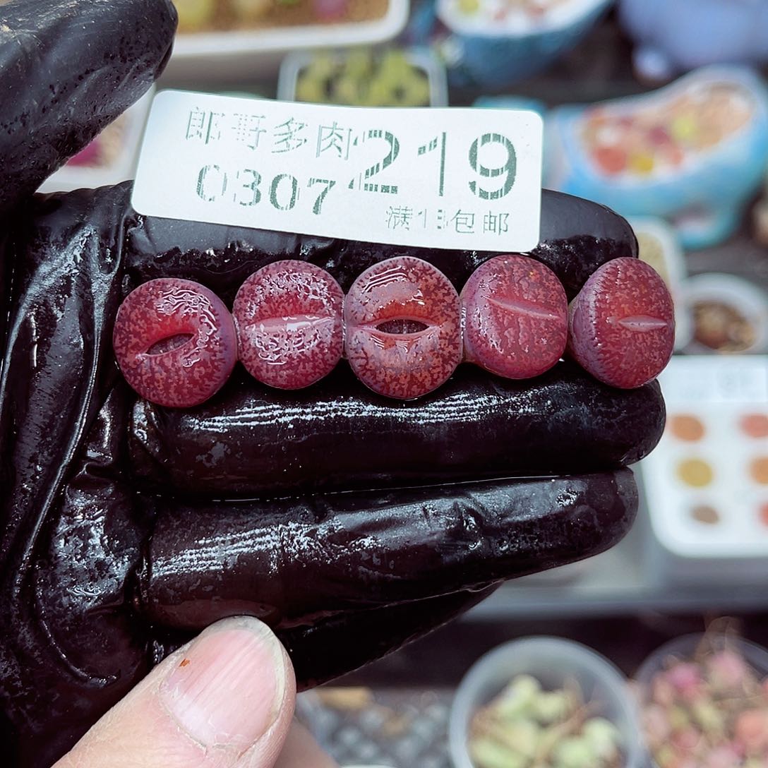 郎哥多肉生石花7-219