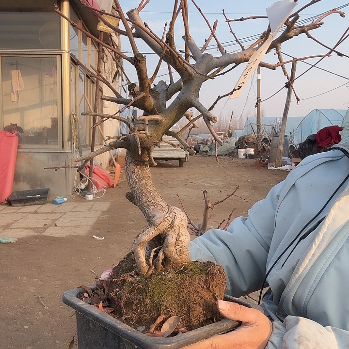 完全开放小叶垂丝