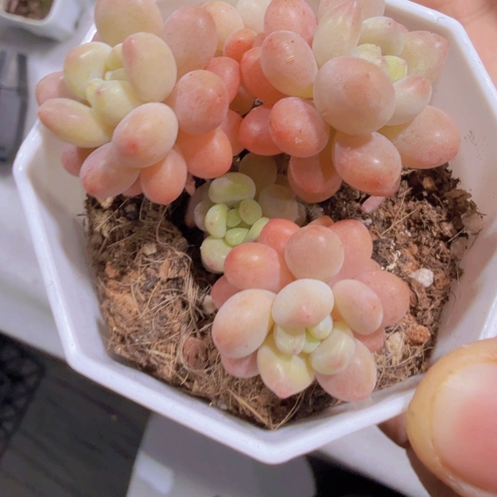 韩版鱼子酱八角盆一颗