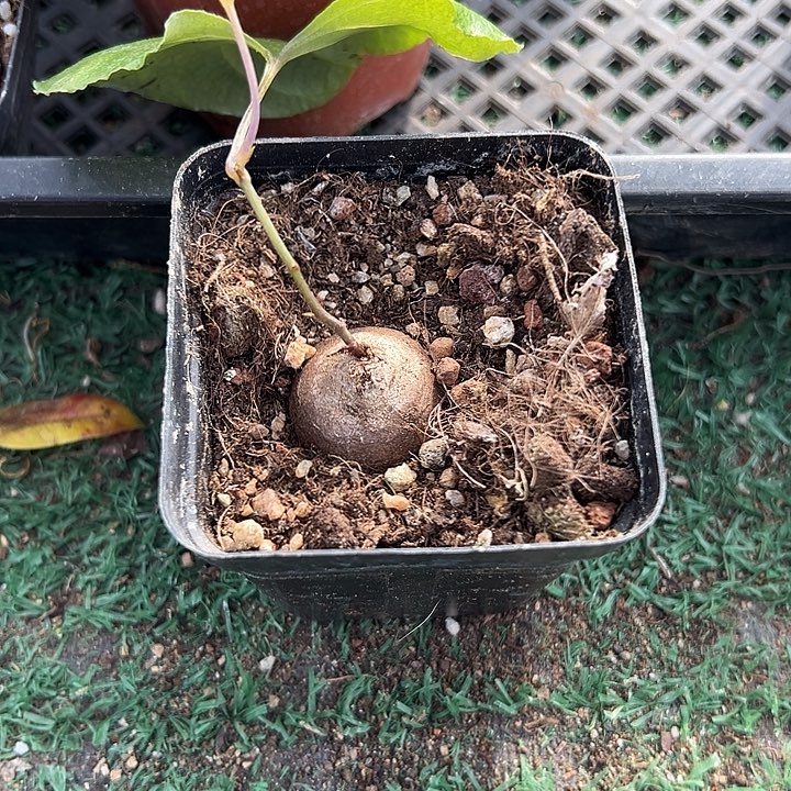 南非龟1，一物一拍，带盆