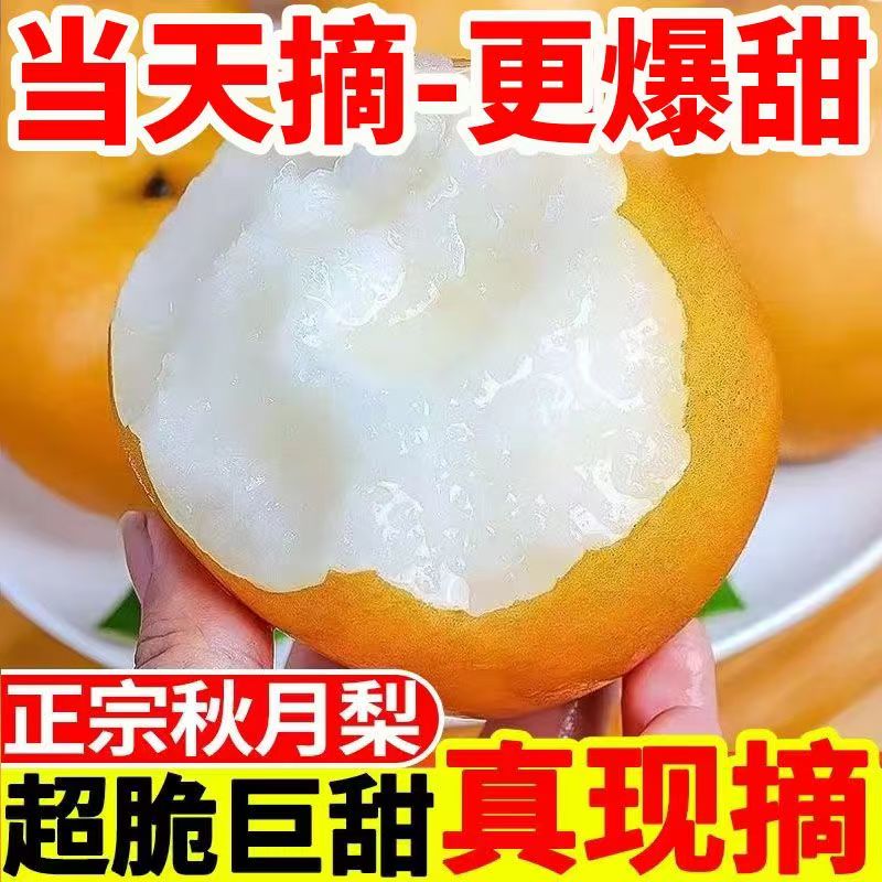 【正宗秋月梨】来自世界梨都安徽砀山产地直发