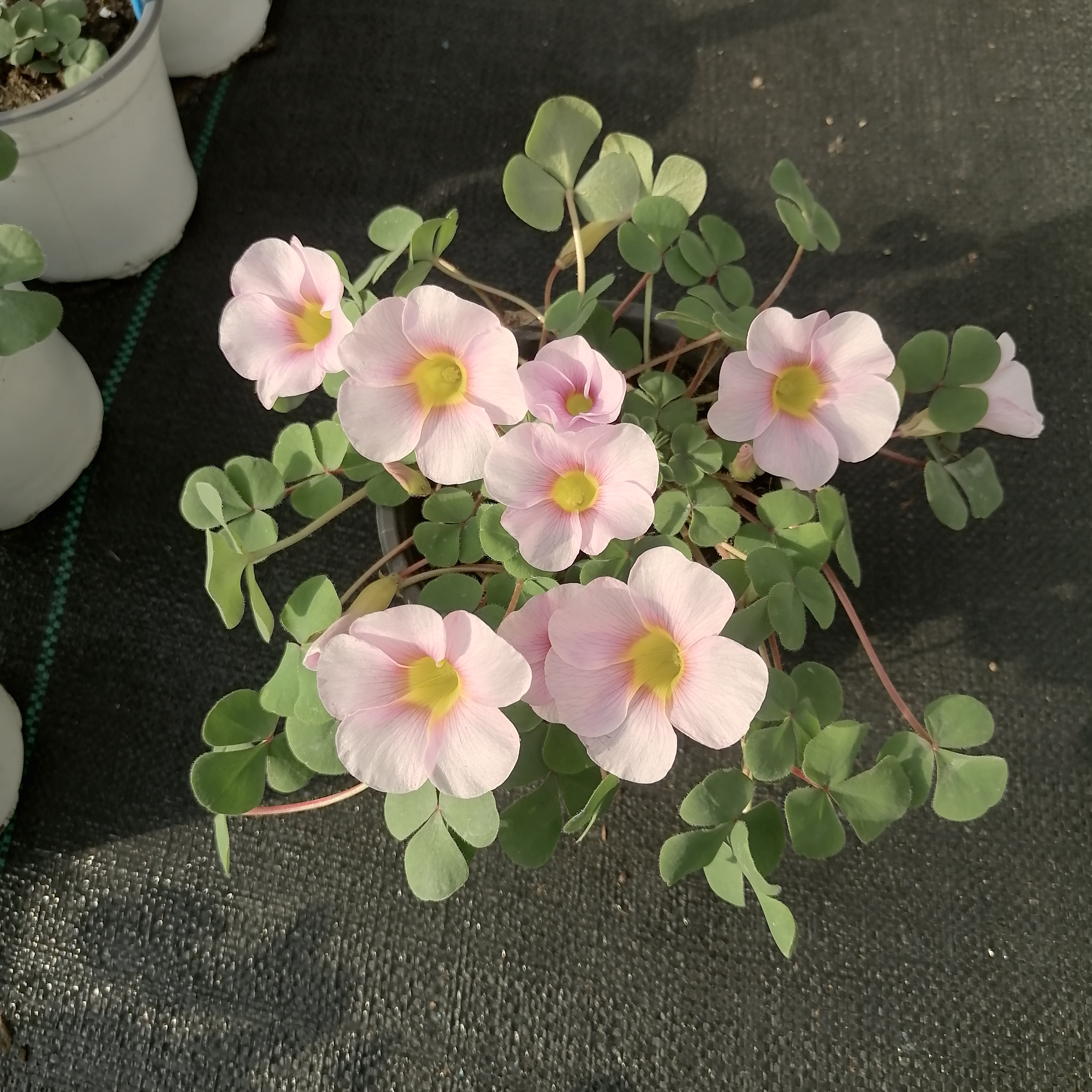 酢浆草球根种球秋植多年生阳台庭院盆栽花卉植物好养易活四季开花