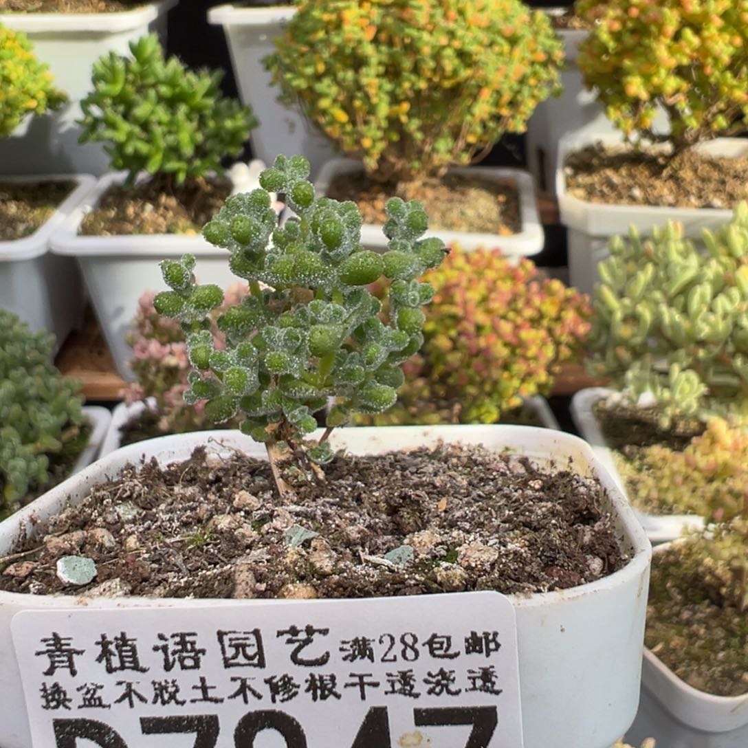 ゛***゛D7847超级莱斯枝干