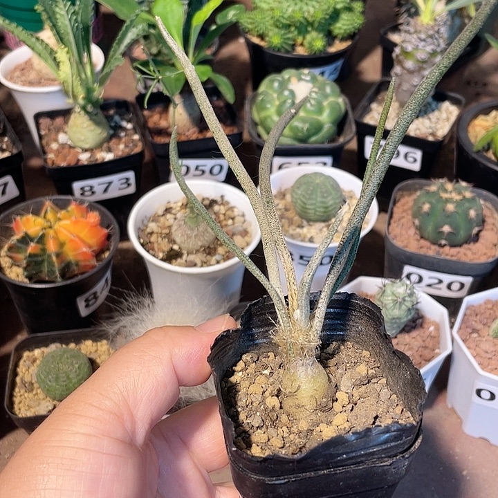 979实生美杜莎块根