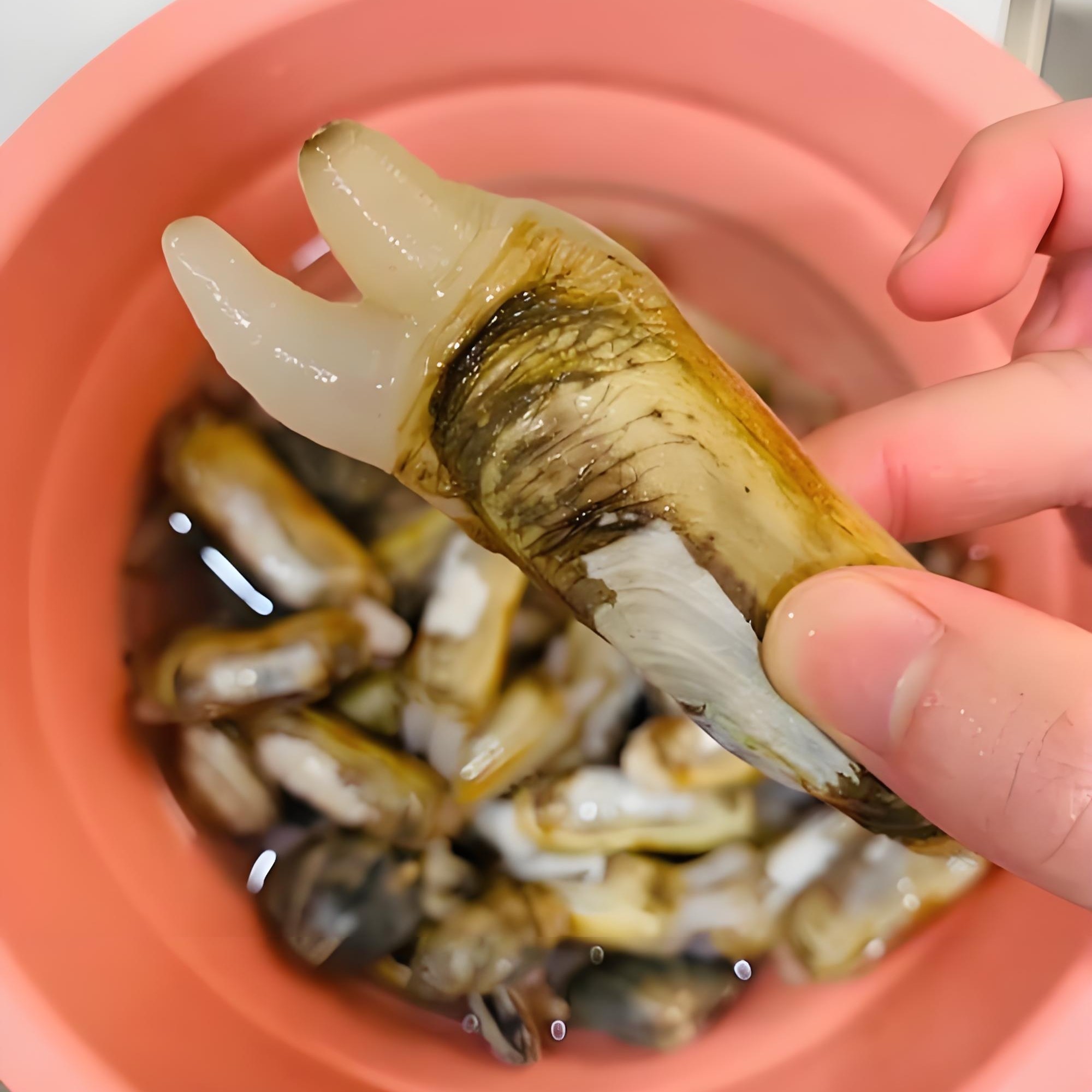 （港威海鲜）鲜活水蛏子2斤