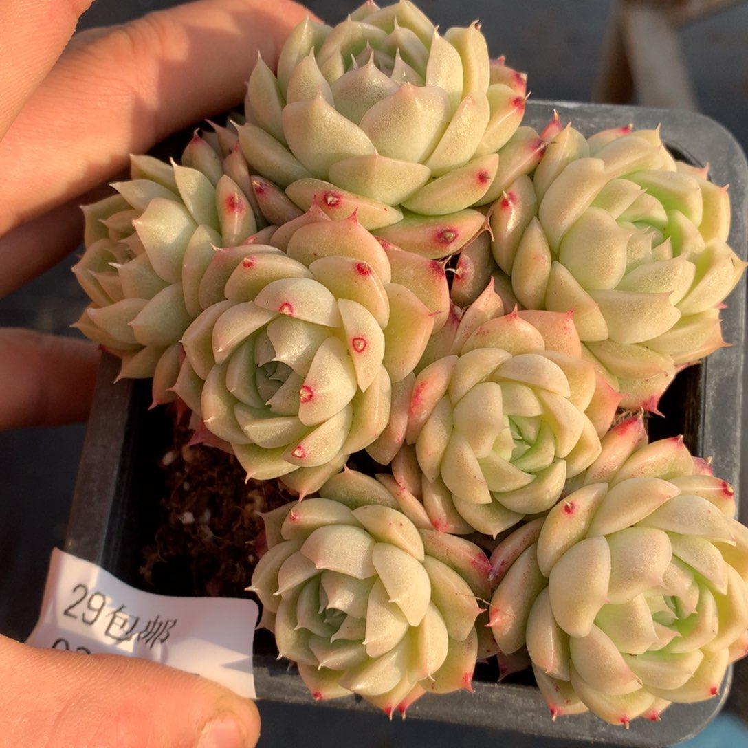 0225-47 麦杆优选