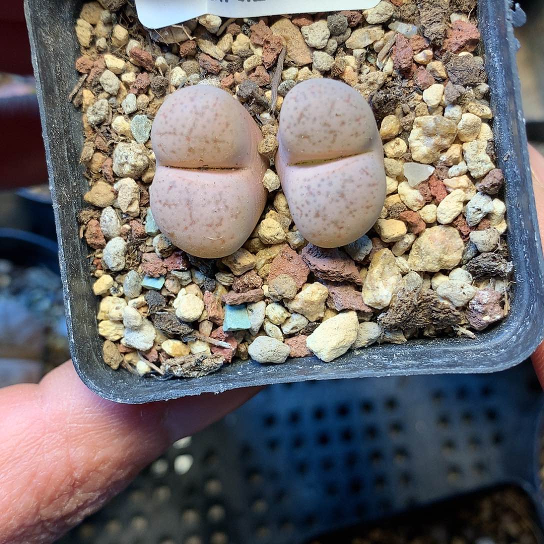 B296多肉植物纤维