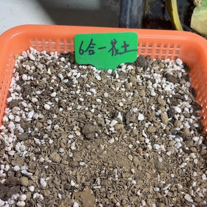 当前无花栽培后可以开花5斤花土