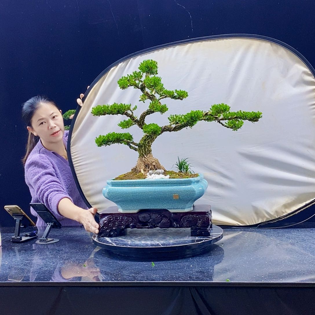 无花朵精品黄杨盆景