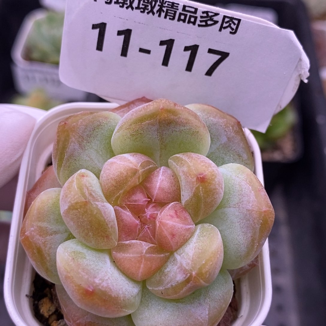 【闪购商品】11-117