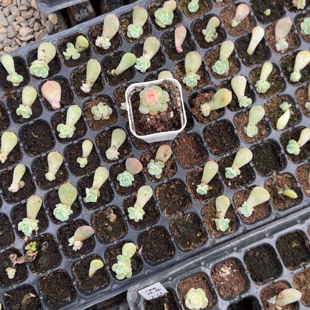 风花41 穴一个满25包邮