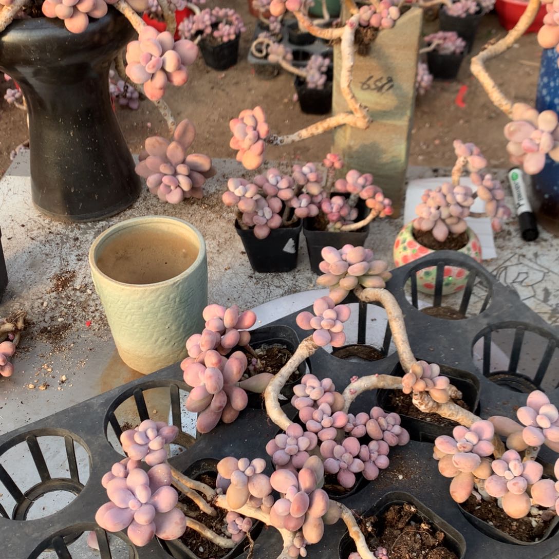 甜****桃蛋老桩不带盆有瑕疵57号