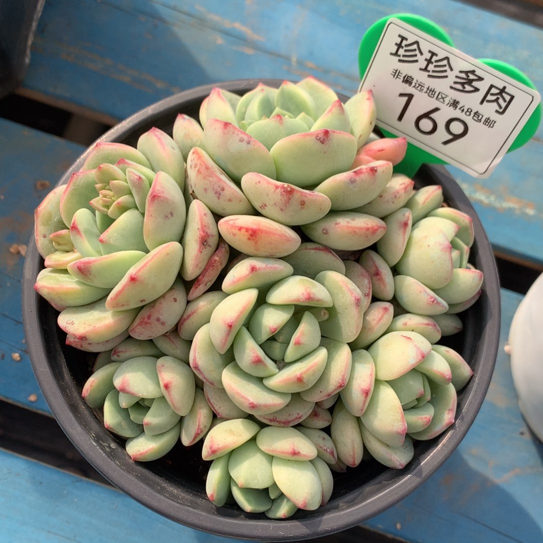 香草矮桩女神节福利169