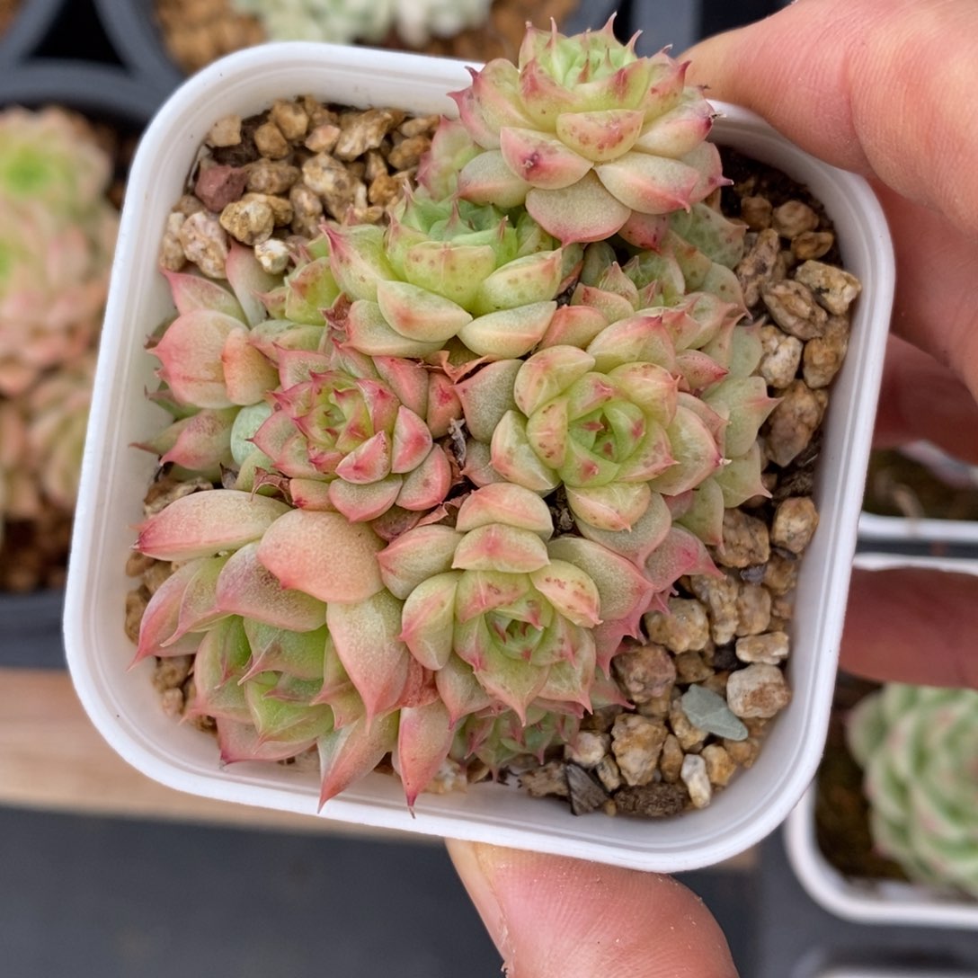 精品多肉一物一拍不包整31