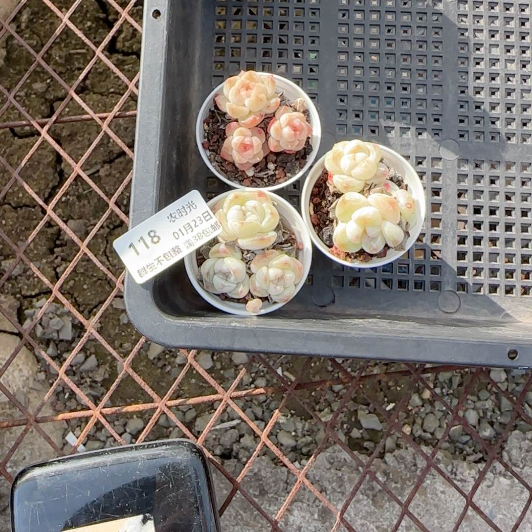 陈**儿【闪购商品】0123-118打包