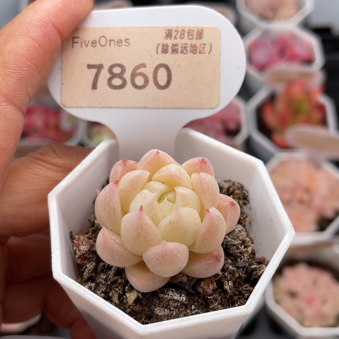 麦秆7860-3.0厘米