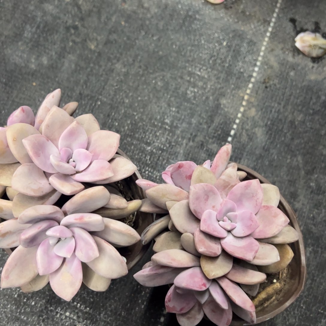 桃霜整桩整群三头起发两盆