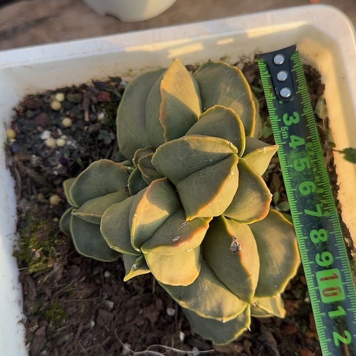 五边形球100 多肉植物一物一拍