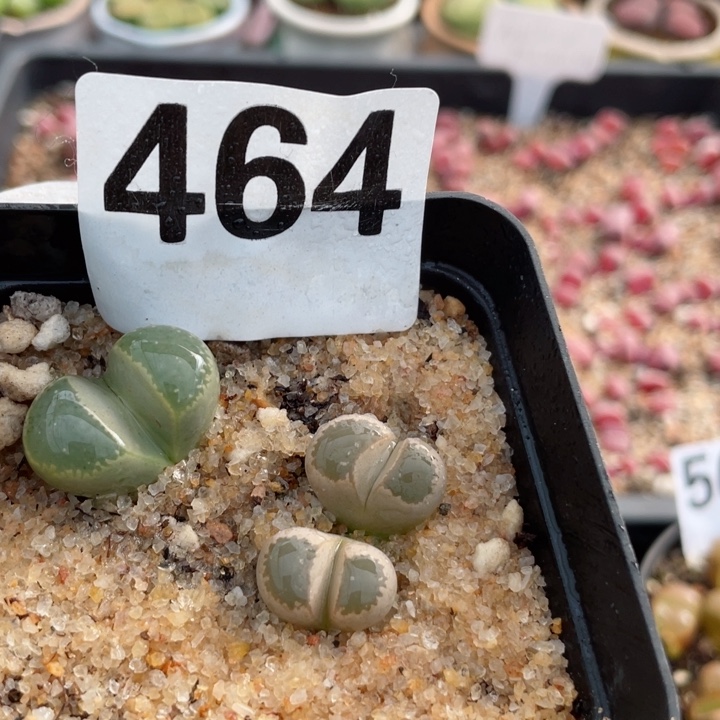 464净窗茧型带盆