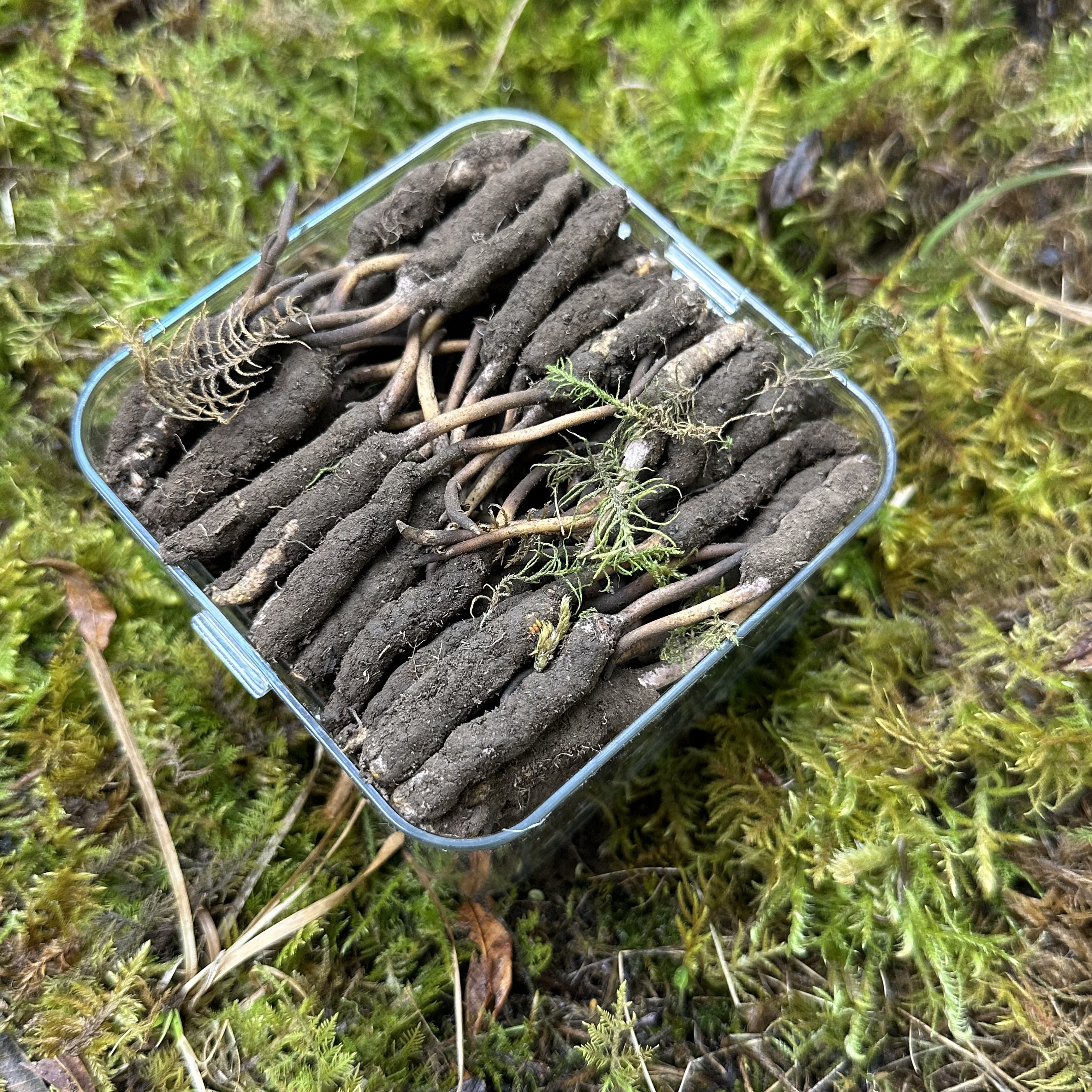 0.3-0.5克【福利】新鲜虫草网红小草带土新鲜直发 保正品