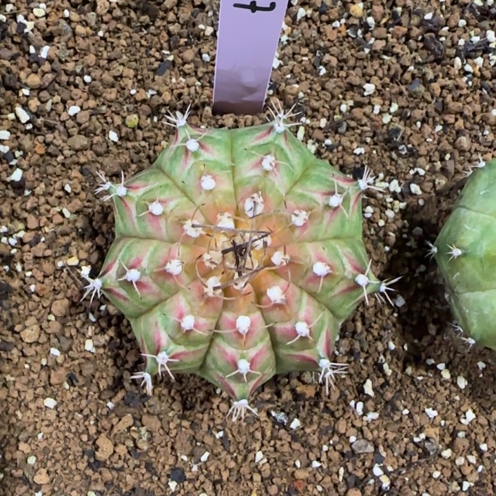 泰國米哈77-0124 輪迴實生