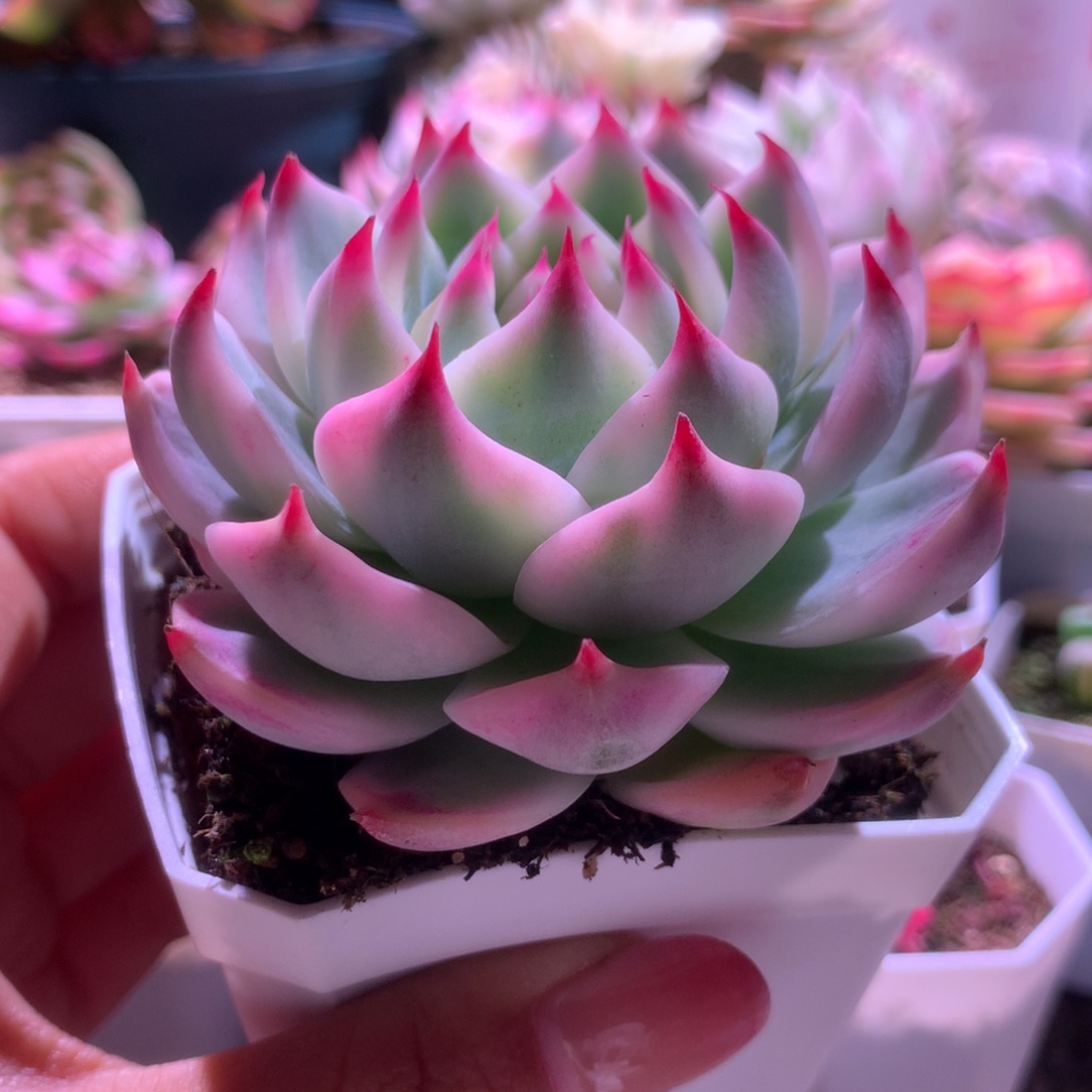 圆叶吉娃娃覆轮锦有根