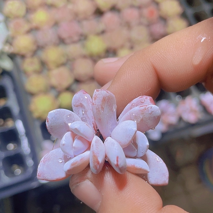 双头雪莲【满10颗包邮】