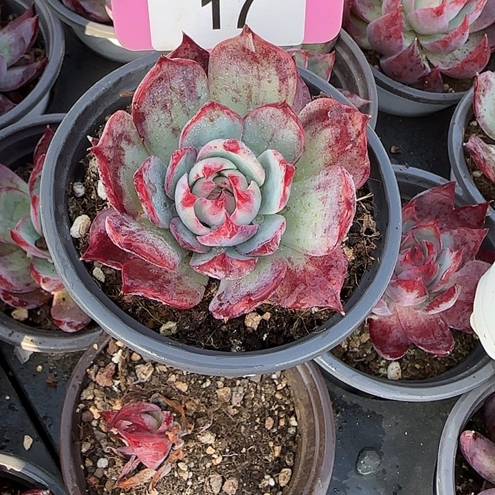 被***琴17 惊鸿仙子多肉植物7-9cm