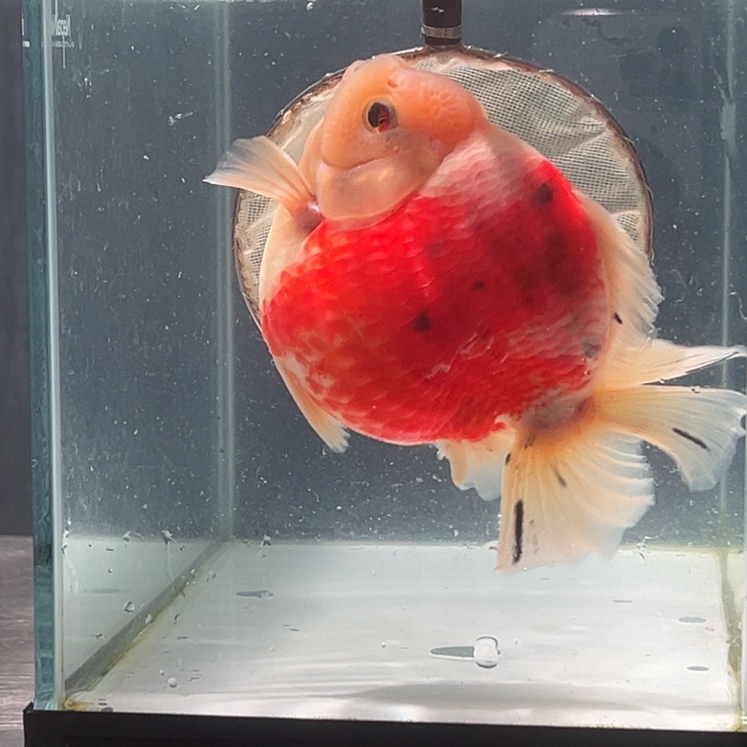 金鱼047。 96544556998