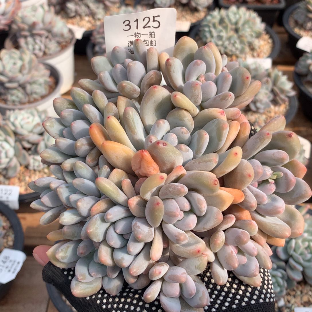 16厘米12头香水多肉3125无砍