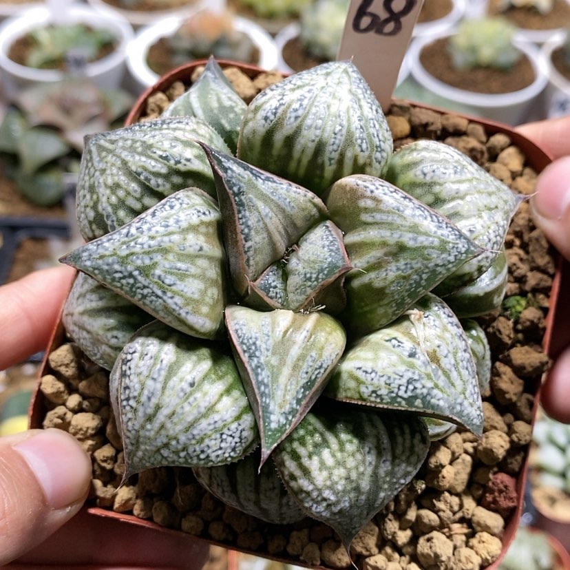 【闪购商品】68花魁