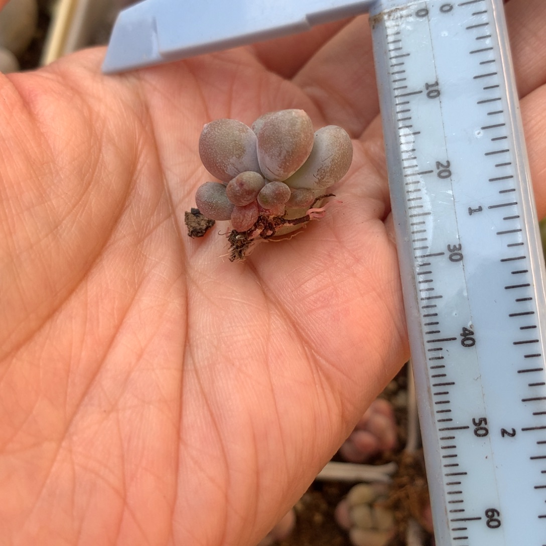 米可奶 不凑满28元发一片叶 不售后 到付