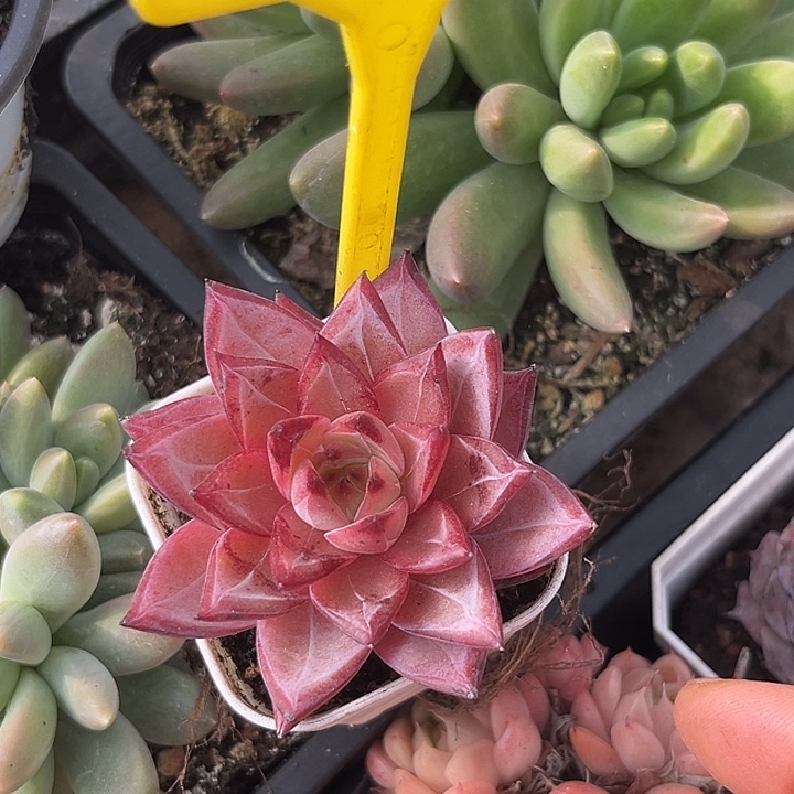 新品多肉植物946.